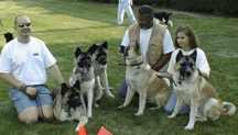 5_akitas-smaller-thmb.jpg