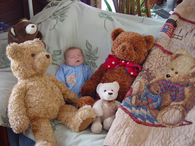 the bear collection