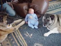 Guardian Dogs